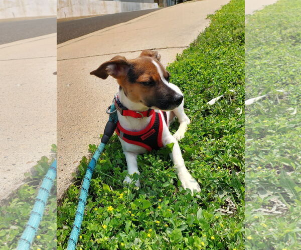 Medium Photo #2 Beagle Puppy For Sale in Parker Ford, PA, USA