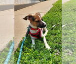 Small #1 Beagle