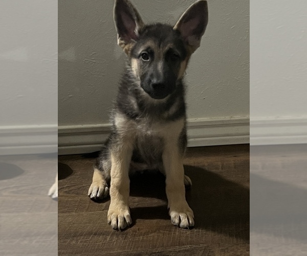 Full screen Photo #2 German Shepherd Dog Puppy For Sale in AZLE, TX, USA