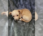 Small Photo #8 Chiweenie Puppy For Sale in PINSON, AL, USA