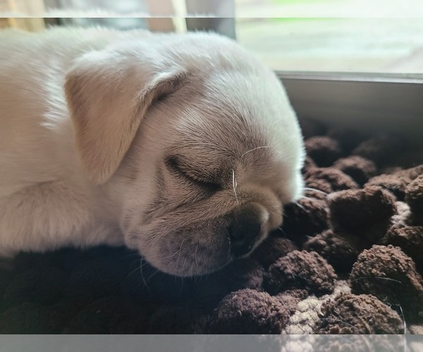 Medium Photo #3 Pug Puppy For Sale in SEATTLE, WA, USA