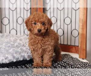 Poodle (Miniature) Puppy for sale in NAPLES, FL, USA