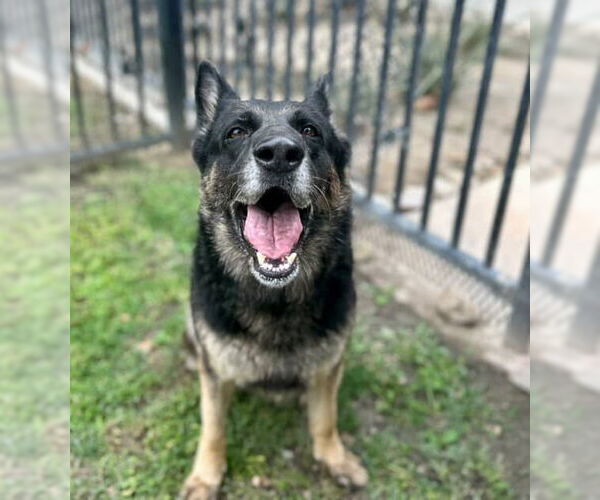 Medium Photo #2 German Shepherd Dog Puppy For Sale in Riverside, CA, USA