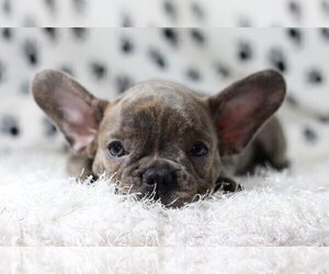 French Bulldog Puppy for sale in FAIRFAX, VA, USA