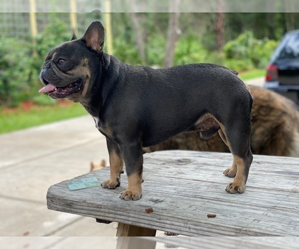 Medium Photo #1 French Bulldog Puppy For Sale in PORT ORANGE, FL, USA