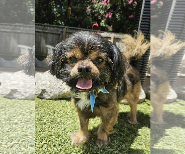 Medium Photo #2 Shih Tzu Puppy For Sale in Mooresville, NC, USA