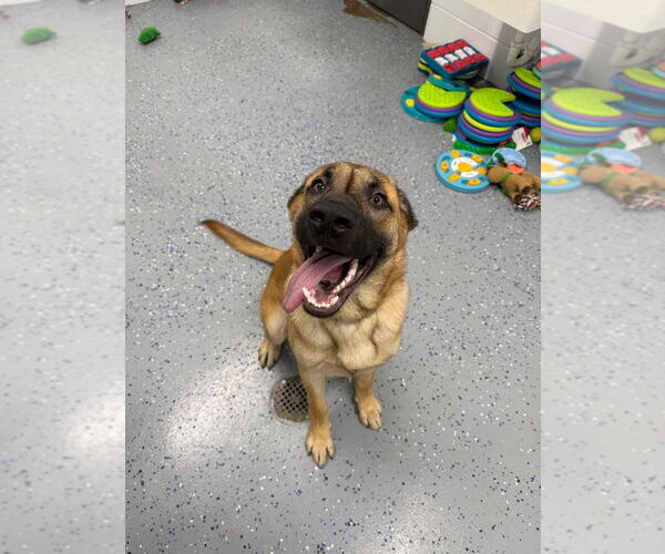 Medium Photo #6 Mutt Puppy For Sale in Pierceton , IN, USA