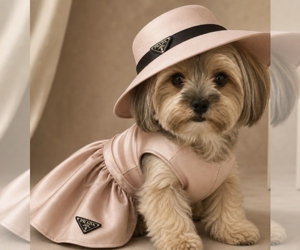 Medium Photo #1 Morkie Puppy For Sale in CHICAGO, IL, USA