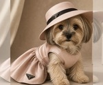 Small Photo #1 Morkie Puppy For Sale in CHICAGO, IL, USA