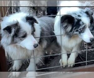 Mother of the Border Collie puppies born on 02/27/2025