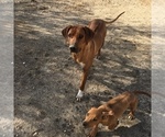 Small Photo #118 Rhodesian Ridgeback Puppy For Sale in MORONGO VALLEY, CA, USA
