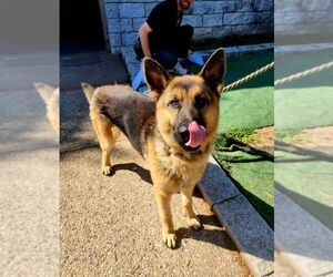 German Shepherd Dog Dogs for adoption in Perth Amboy, NJ, USA