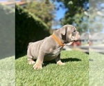 Small #20 English Bulldog