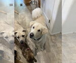 Small Photo #4 Golden Pyrenees Puppy For Sale in San Diego, CA, USA