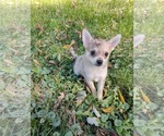 Small Photo #2 Chiranian Puppy For Sale in St. Louis Park, MN, USA