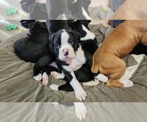 Boxer Puppy for sale in NEWTON, IA, USA