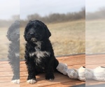 Small Photo #2 Portuguese Water Dog Puppy For Sale in STERLING, CO, USA
