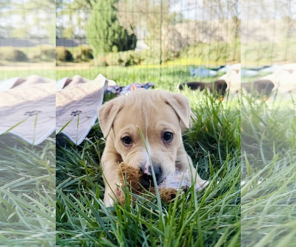 Medium Photo #7 American Pit Bull Terrier-Labrador Retriever Mix Puppy For Sale in Holly Springs, NC, USA