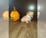 Small Photo #12 Maltese Puppy For Sale in LAPEER, MI, USA