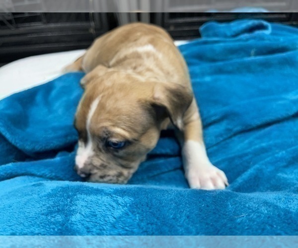 Medium Photo #142 American Bully Puppy For Sale in REESEVILLE, WI, USA