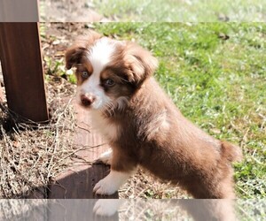 Miniature Australian Shepherd Puppy for sale in GAYS MILLS, WI, USA