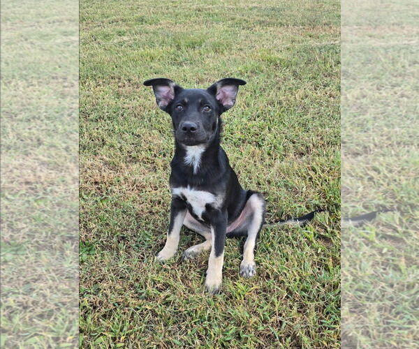 Medium Photo #2 Siberian Husky-Unknown Mix Puppy For Sale in McDonough, GA, USA