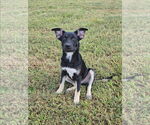 Small #1 Siberian Husky Mix