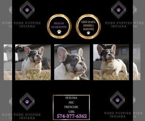 French Bulldog Puppy for sale in WARSAW, IN, USA