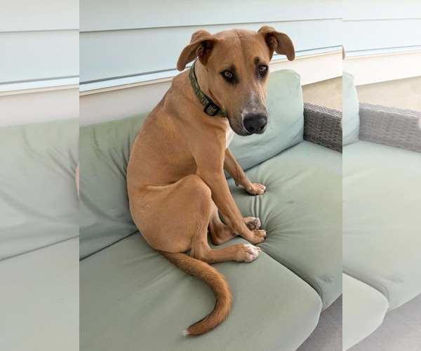Medium Photo #1 Great Dane-Unknown Mix Puppy For Sale in Sandy, UT, USA