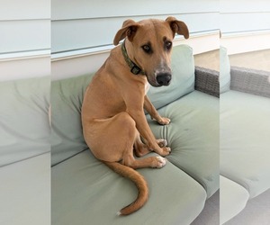 Great Dane-Unknown Mix Dogs for adoption in Sandy, UT, USA