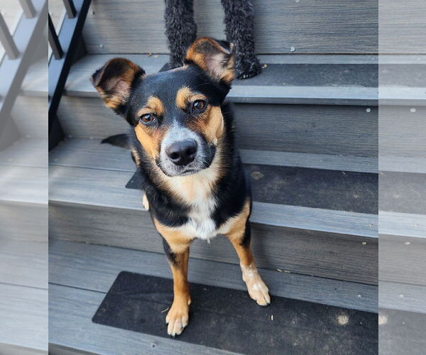 Medium Photo #1 Mutt Puppy For Sale in Fenton, MO, USA