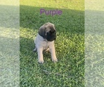 Small Photo #7 Mastiff Puppy For Sale in HOUSTON, TX, USA