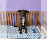 Small #2 Labrador Retriever Mix