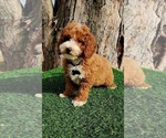 Small #3 Cavapoo (Miniature)