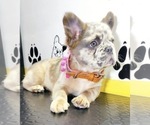 Small #8 French Bulldog