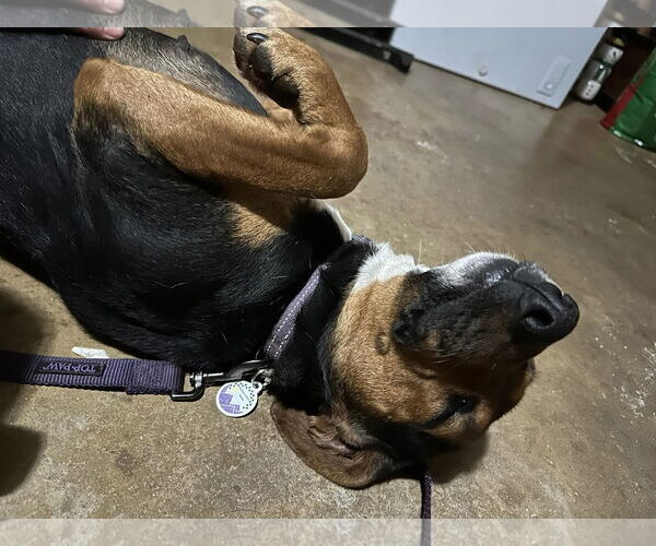 Medium Photo #3 Mutt Puppy For Sale in Roaring River, NC, USA