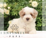 Small #3 Poodle (Toy)