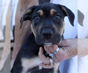 Mutt Dogs for adoption in Decatur, GA, USA