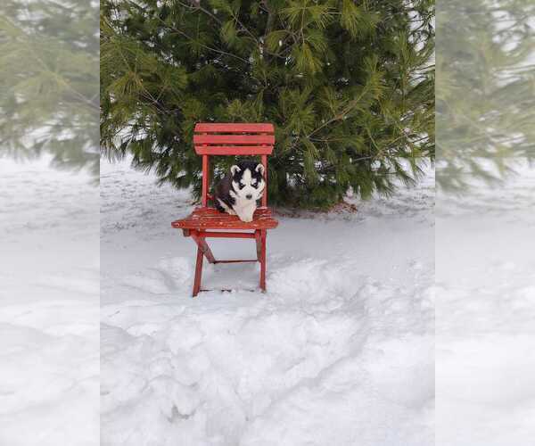 Medium Photo #2 Siberian Husky Puppy For Sale in AUBURN, NY, USA