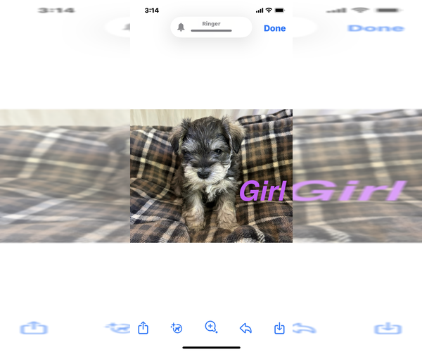 Medium Photo #1 Schnauzer (Miniature) Puppy For Sale in GRAY, TN, USA