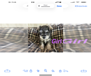 Schnauzer (Miniature) Puppy for sale in GRAY, TN, USA