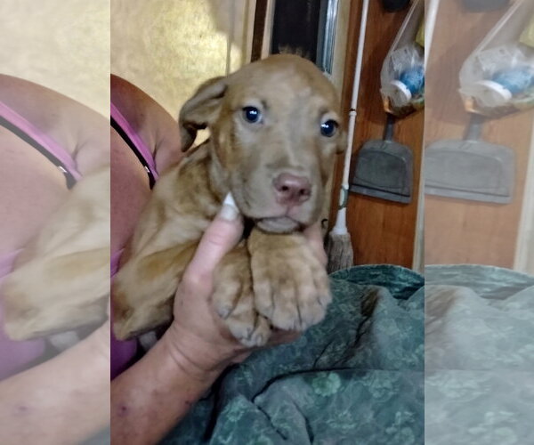 Medium Photo #2 Staffordshire Bull Terrier-Unknown Mix Puppy For Sale in The Woodlands, TX, USA