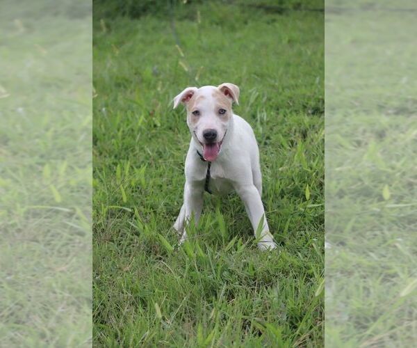 Medium Photo #2 Mutt Puppy For Sale in garner, NC, USA