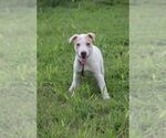 Small Photo #2 Mutt Puppy For Sale in garner, NC, USA