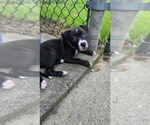 Small American Pit Bull Terrier Mix