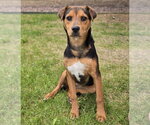 Small Photo #3 Beagle-Unknown Mix Puppy For Sale in Lakewood, CO, USA