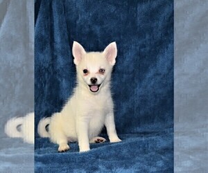 Pomsky Puppy for sale in BARNESVILLE, KS, USA