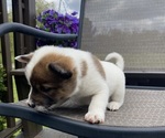 Small #4 Alaskan Husky-Border Collie Mix