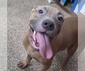 American Pit Bull Terrier-Unknown Mix Dogs for adoption in Martinsburg, WV, USA