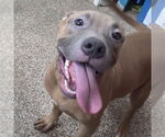 Small American Pit Bull Terrier Mix